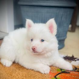 Rooster - White male Pomsky puppy in Greenville, South Carolina from Thicketty Mountain Pomskies