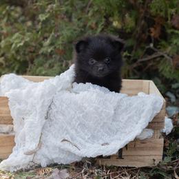Chip - Black male Pomeranian puppy in Grayslake, Illinois from Lamon’s Pom & Polar Pups