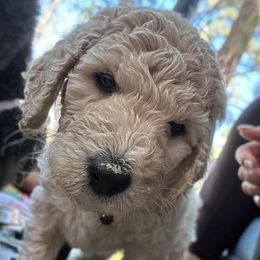 Goldendoodles from Doodles of the Pines
