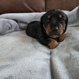 Blue - Black and tan male Dachshund puppy in Isabel, South Dakota from Little Blessings Doxies