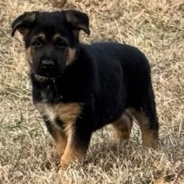 Bodie - Black and red male German Shepherd puppy in Charlottesville, Virginia from AB_Elite_GSD