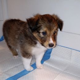 Lancelot - Sable and white male Shetland Sheepdog puppy in Aliquippa, Pennsylvania from Fancypants Shetland Sheepdogs