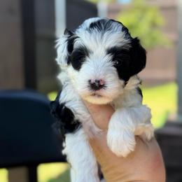 Taffy - Black and white female Sheepadoodle puppy in Wharton, Texas from Little Fur Friends