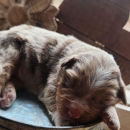 Lunis - Red merle male Australian Shepherd puppy in Cable, Ohio from Resolute Aussies