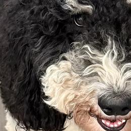 Poodles from A & L Co. Poodles