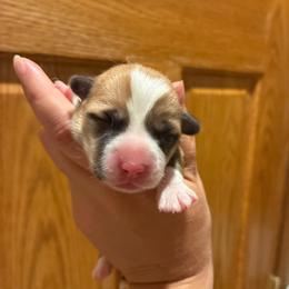Cloud - Red female Pembroke Welsh Corgi puppy in Delton, Michigan from CorGizmo