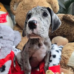 Jack - Merle male Great Dane puppy in Gainesville, Florida from Your Cuddly Companions