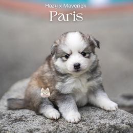 Paris - Silver female Pomsky puppy in San Mateo, California from The Pomsky Garden