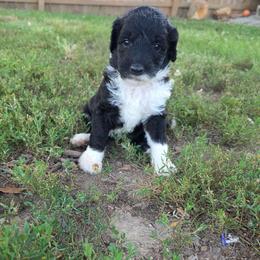 Piper - Black and white female Sheepadoodle puppy in Owensville, Missouri from Oak Valley Kennels