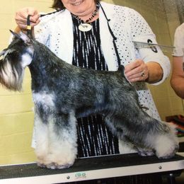 Ethel - Miniature Schnauzer