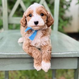 Reef  - Blue collar boy - Red  male Goldendoodle puppy in Ruthorfordton, North Carolina from Duncan Doodles Goldendoodles