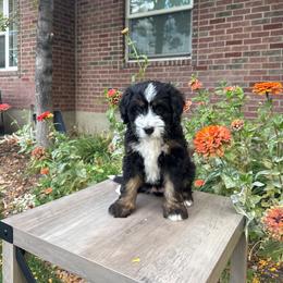 Birdie - Tri-color female Bernedoodle puppy in Las Vegas, Nevada from Perfect Bernedoodles