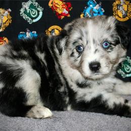 Bowser - Blue merle male Australian Shepherd puppy in El Dorado Springs, Missouri from HP Aussie Kennels