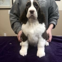 English Springer Spaniel Puppies from Ocoee English Springer Spaniels