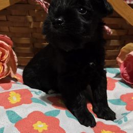 Stitch - Black male Miniature Schnauzer puppy in Elgin, Iowa from Firefly Stables