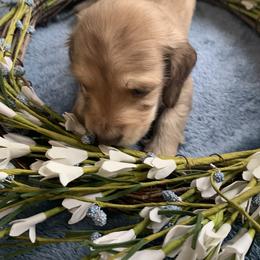 Dachshund Puppies from Lerch Family Dachshunds