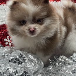 Maple - Chocolate merle female Pomeranian puppy in Brentwood, California from Royalpawpoms