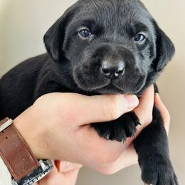 Golden Retriever and Labrador Retriever Puppies from Golden Bundles