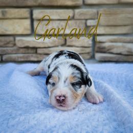 Garland - The Songbird - Blue merle female Australian Shepherd puppy in Pittsville, Wisconsin from Match Dot Pup