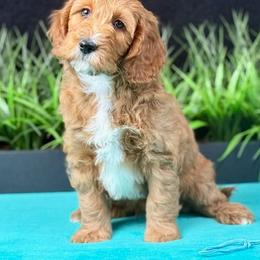 Bumble - Red  male Goldendoodle puppy in Norton, Ohio from Keepsake Doodles