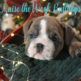 Pam - Blue tri-color female Bulldog puppy in Caledonia, New York from Raise The Woof Bulldogs