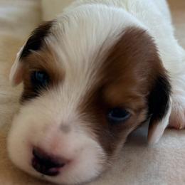 Sasha - Piebald female Dachshund puppy in Petersburg, Virginia from Wiggle Waddle Dachshunds