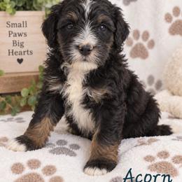 Acorn - Tri-color male Bernedoodle puppy in Lakeside, California from True Joy Bernedoodles and French bulldogs
