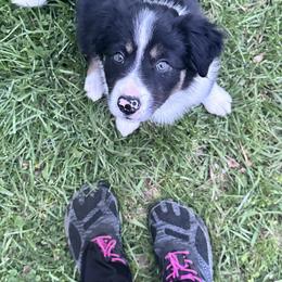 Pink - Tri-color female Border Collie puppy in Menomonee Falls, Wisconsin from Steppinstone Dog Training and Labradors/BC’s