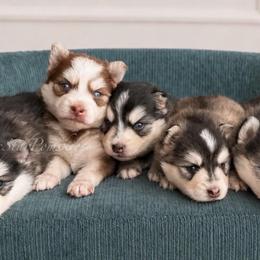 Aurora - Black and white female Pomsky puppy in Wausau, Wisconsin from Arctic Star Pomskies