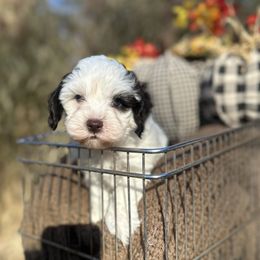 Yukon - Brown and white male Cockapoo puppy in Rolla, Missouri from Diamond K