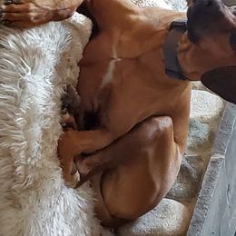 HARLEY - Rhodesian Ridgeback
