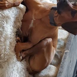 HARLEY - Rhodesian Ridgeback