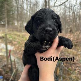 Aspen - Black male Goldendoodle puppy in Prosperity, Pennsylvania from Stelladoodles & Company