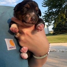 Lou - Black tri female Miniature Australian Shepherd puppy in Friend, Nebraska from Mid-Plains Mini Aussies
