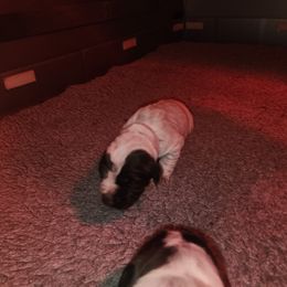 3 - Brown and gray male Wirehaired Pointing Griffon puppy in Clear Spring, Maryland from Moonshine's Wirehaired Pointing Griffons