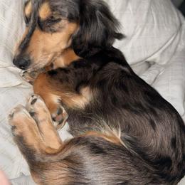 Stinker - Dachshund