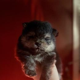 Milo - Black and tan male Pomeranian puppy in Lillington, North Carolina from Dignified Poms