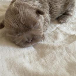 2 - Lilac male Shih Tzu puppy in Las Vegas, Nevada from Vegas Shih Tzus