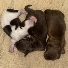 Dachshund puppies from Power Pups