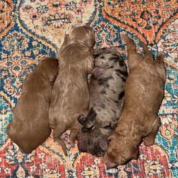 Female 3 - Red female Bernedoodle puppy in Clovis, California from Delta Doodless