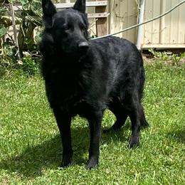 Betty - German Shepherd