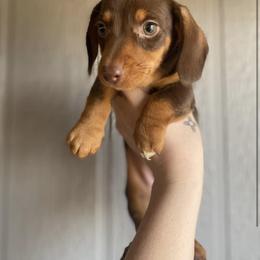 Dachshund Puppies from Long Dog Ranch