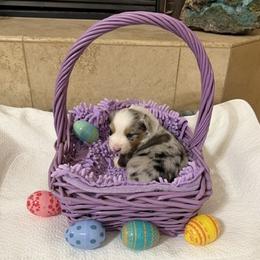 Girl 1 - Blue merle female Australian Shepherd puppy in Phoenix, Arizona from Heartfire Aussies