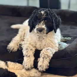Lily - Black and white female Aussiedoodle puppy in Waelder, Texas from Aussiedoodles of Austin