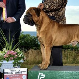 Bullmastiffs from Aspire Bullmastiffs