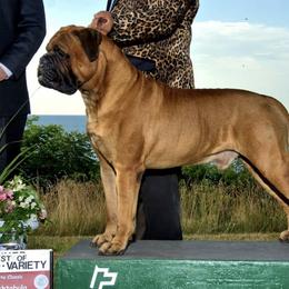 Bullmastiffs from Aspire Bullmastiffs
