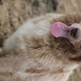 Axie - Australian Shepherd