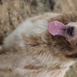 Axie - Australian Shepherd