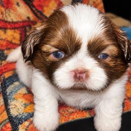 Boy 2 - Tricolor male Shih Tzu puppy in Wooster, Ohio from Mending Hearts Shih Tzu's