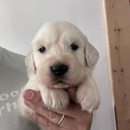 Hot Pink - Light golden female Golden Retriever puppy in Wyoming from Great Basin BMD